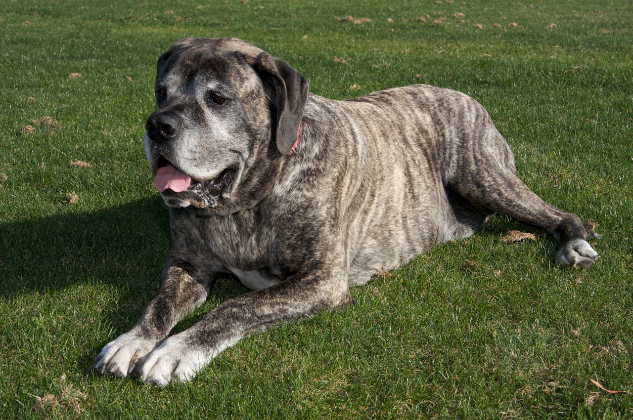 Largest Dog Breeds With Pictures That Will Leave You 