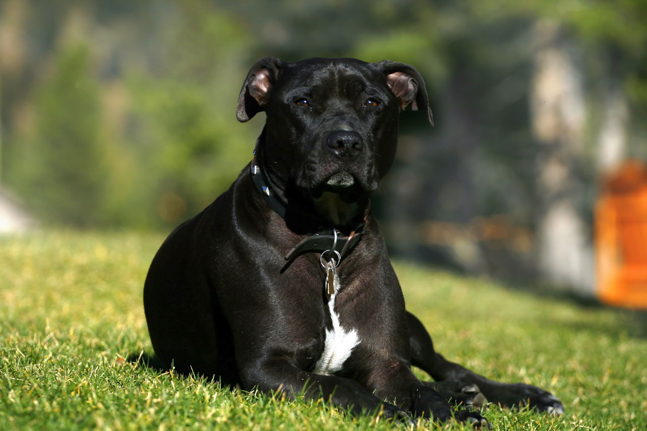 What You MUST Know Before Getting a Pit Bull Terrier Mix