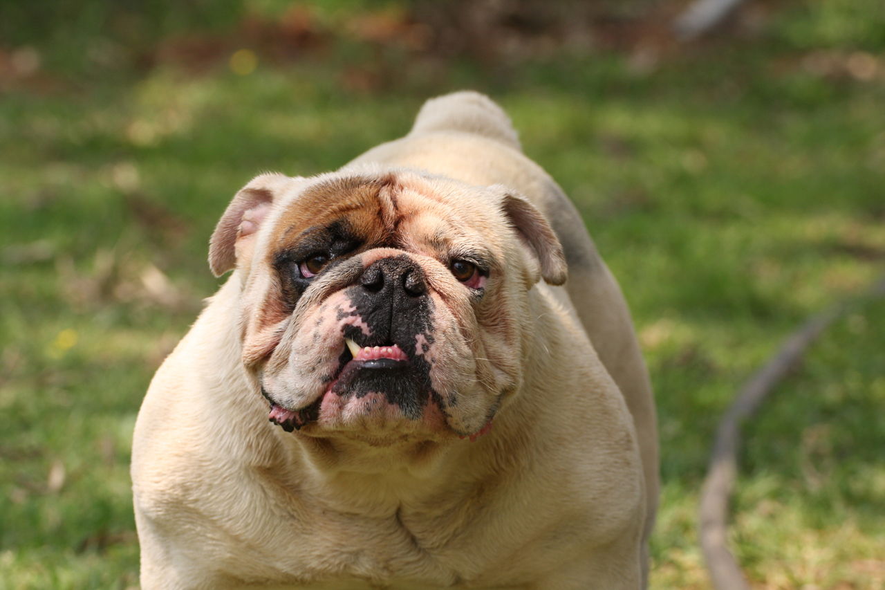 Everything You Need to Know About Miniature English Bulldogs - Pet Ponder