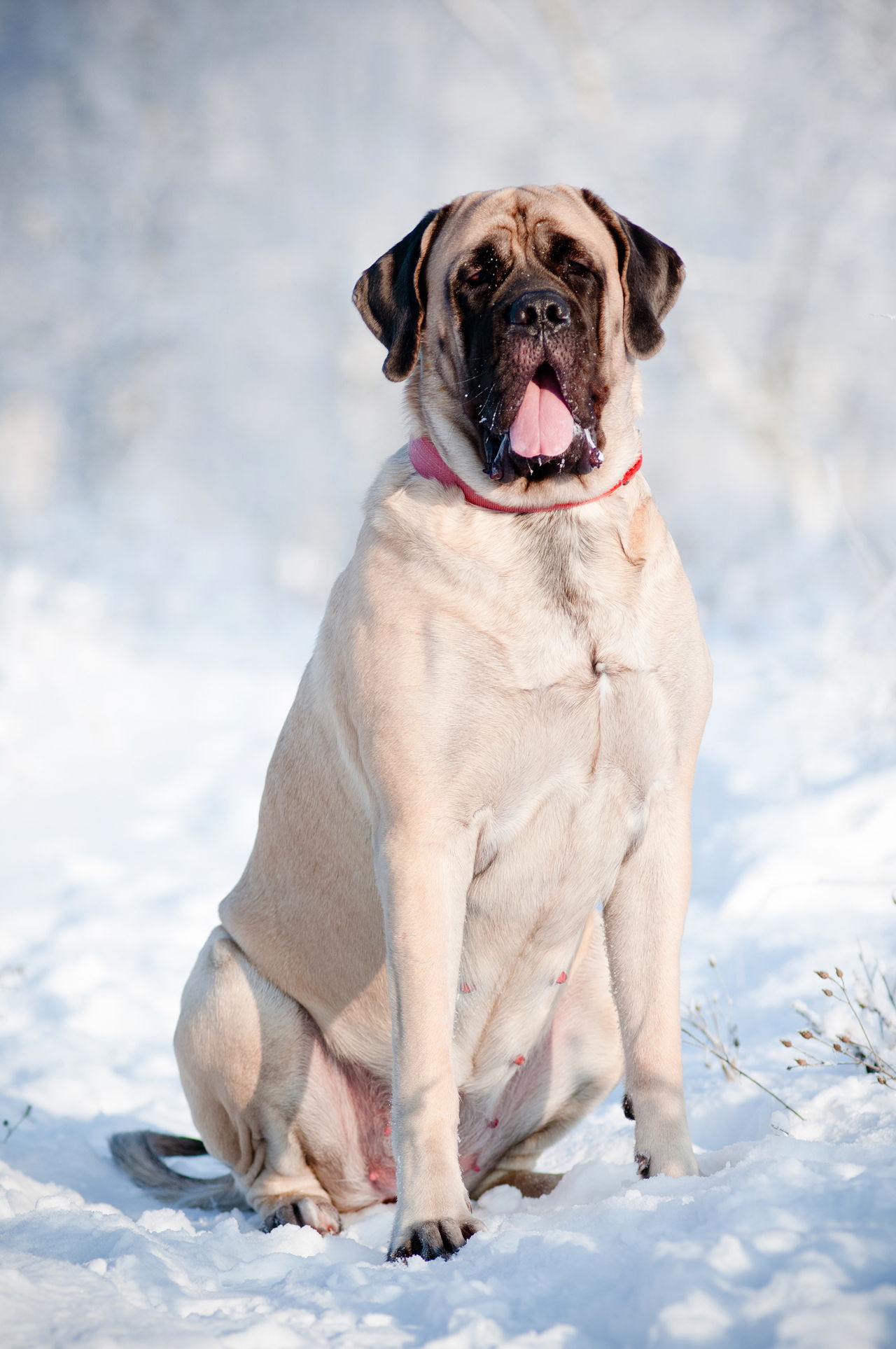 All You Need to Know (But Don't) About the Boxer-Mastiff 
