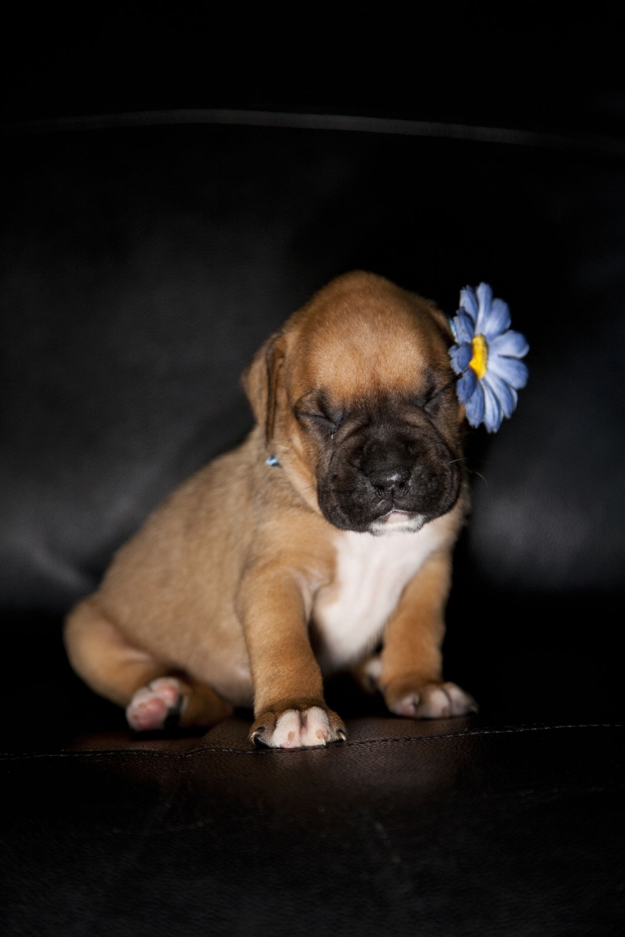 Meet the Miniature Boxer, a Mix Breed of Boxer and Boston