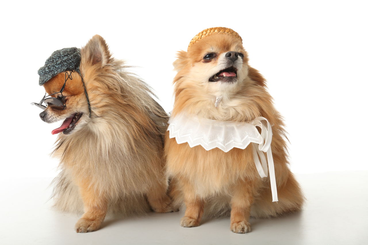 206 Super-cute Names for Pairs of Pets That Go Well Together