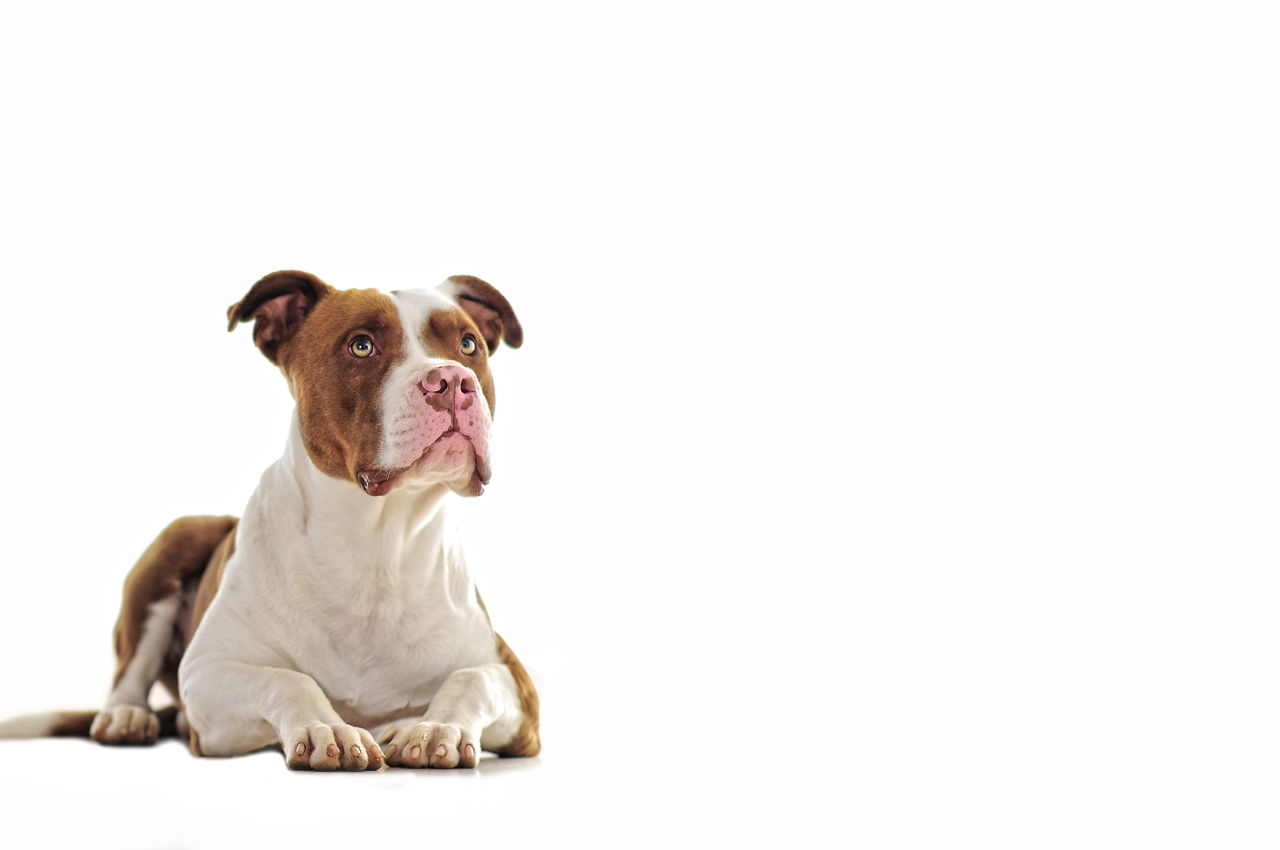 Best Dog Food for Pitbulls to Satisfy Their Nutritional ...