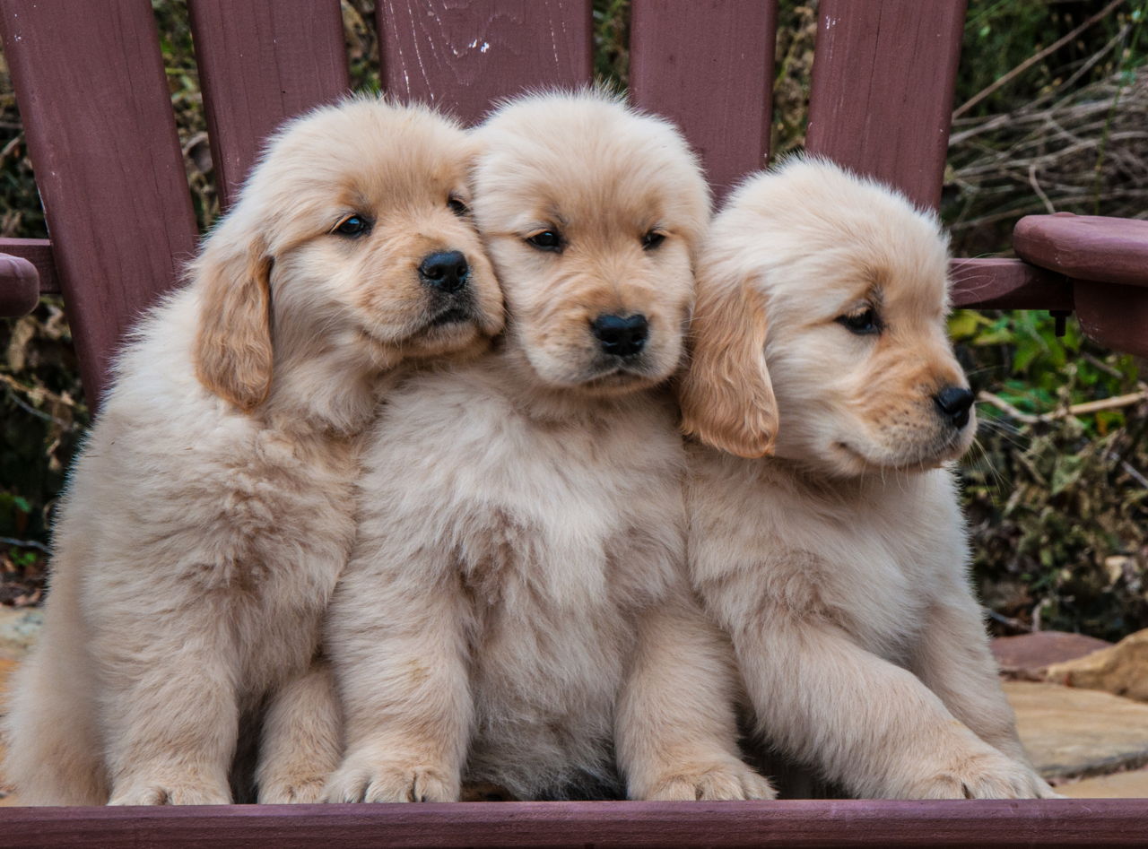 36 Top Images Golden Retriever Puppies Az Price - Golden Retriever Puppies for Sale(JOHN 1)(5176) | Dogs for ...