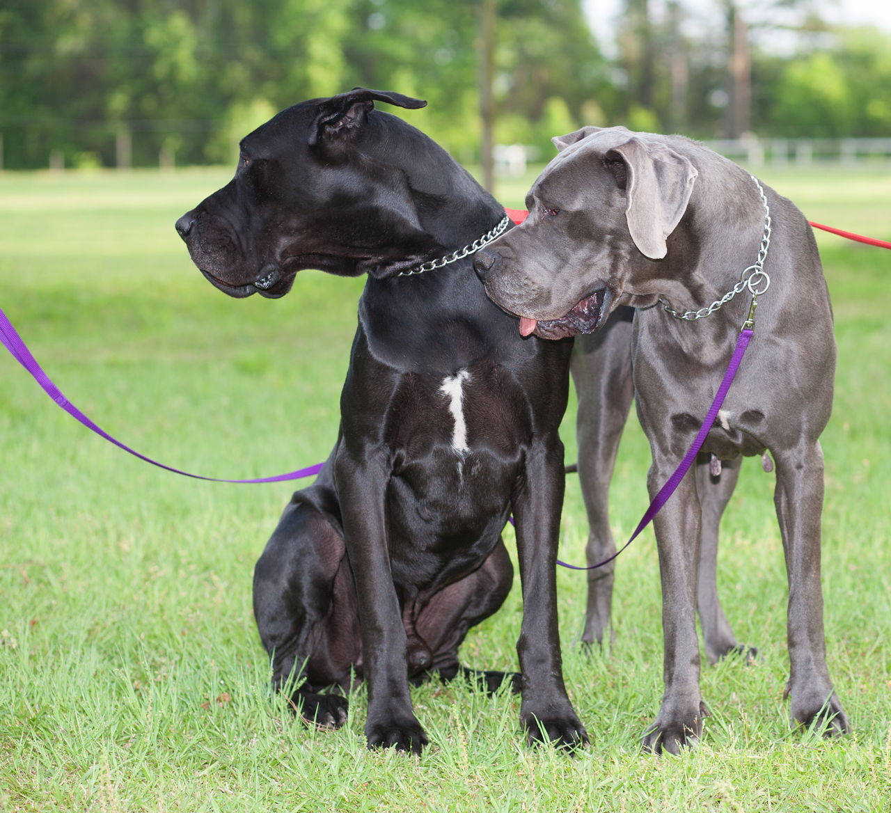 Information About the Ever-friendly Great Dane-Labrador ...