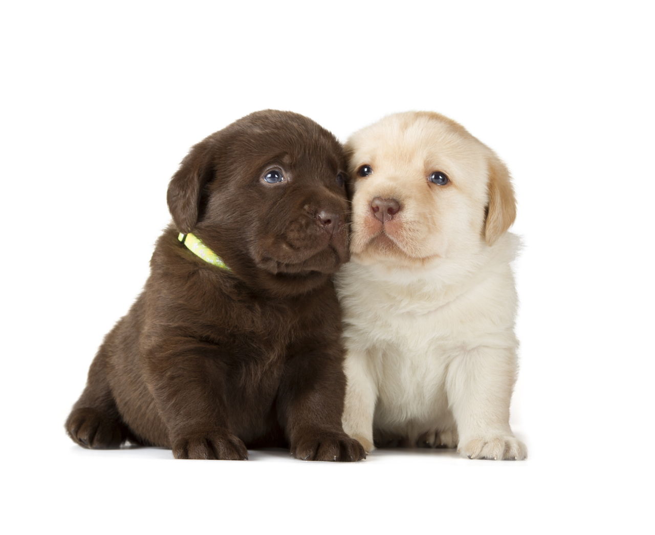 Interesting Facts About Chocolate Lab You Probably Didn't Know