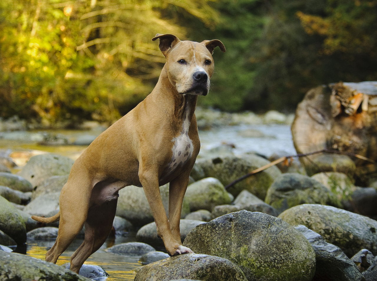 Key Traits That Define the Personality of a Pit BullLab Mix