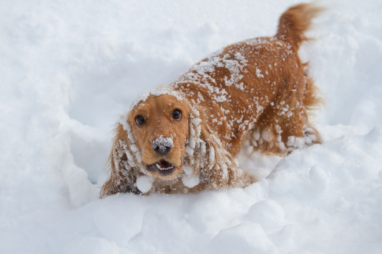 How to Get Rid of a Dog's Cold1280 x 853