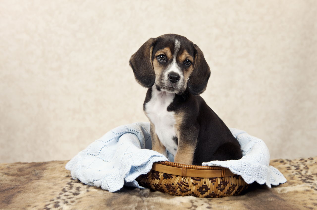 How Much Do Beagle Puppies Cost DogAppy