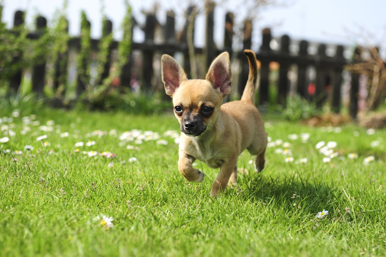 Enchanting Facts About the Cute Little Chihuahuas