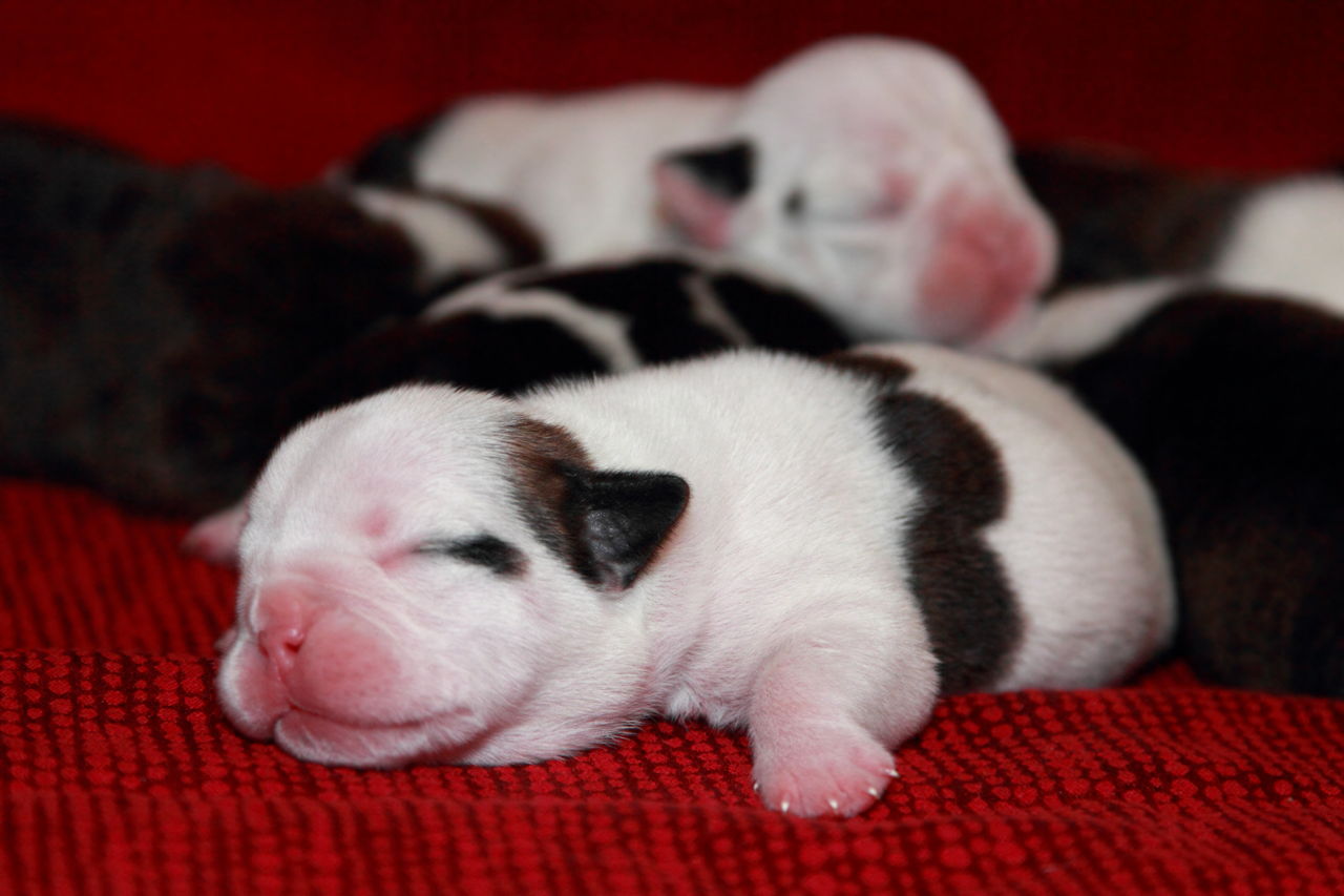 Newborn Blue Eyes Chocolate Lab Puppies - Newborn baby