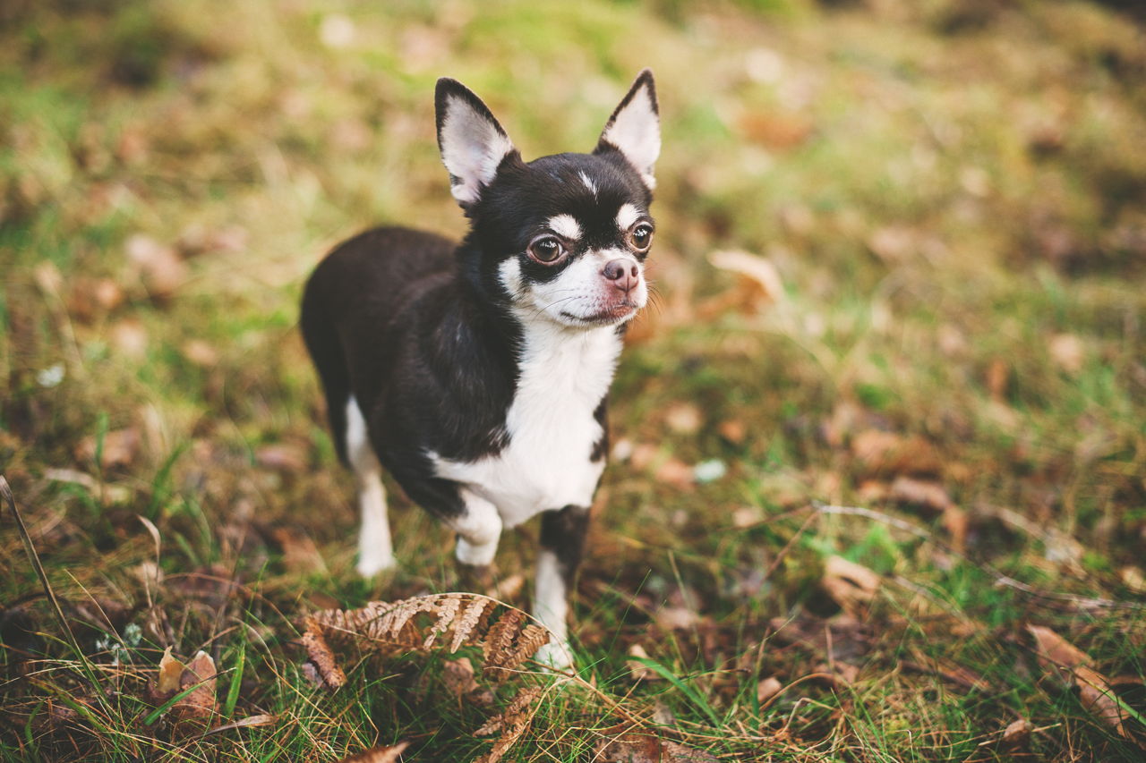 Littleknown Facts About the ChihuahuaRat Terrier Mix