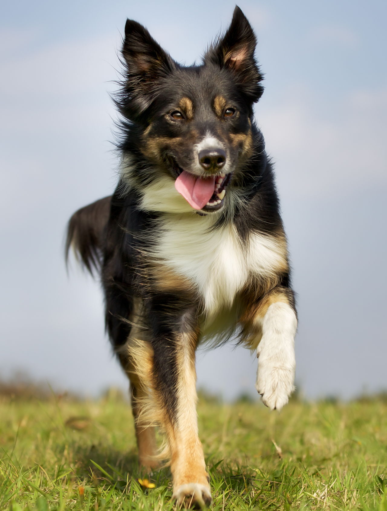 Everything You Need to Know about Border Collie Colors and ...