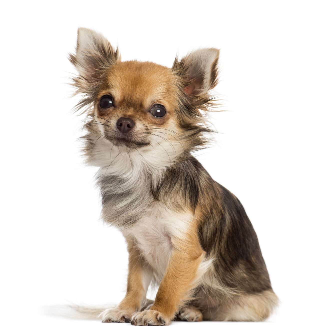 A List of Various Chihuahua Mix Puppies and Their