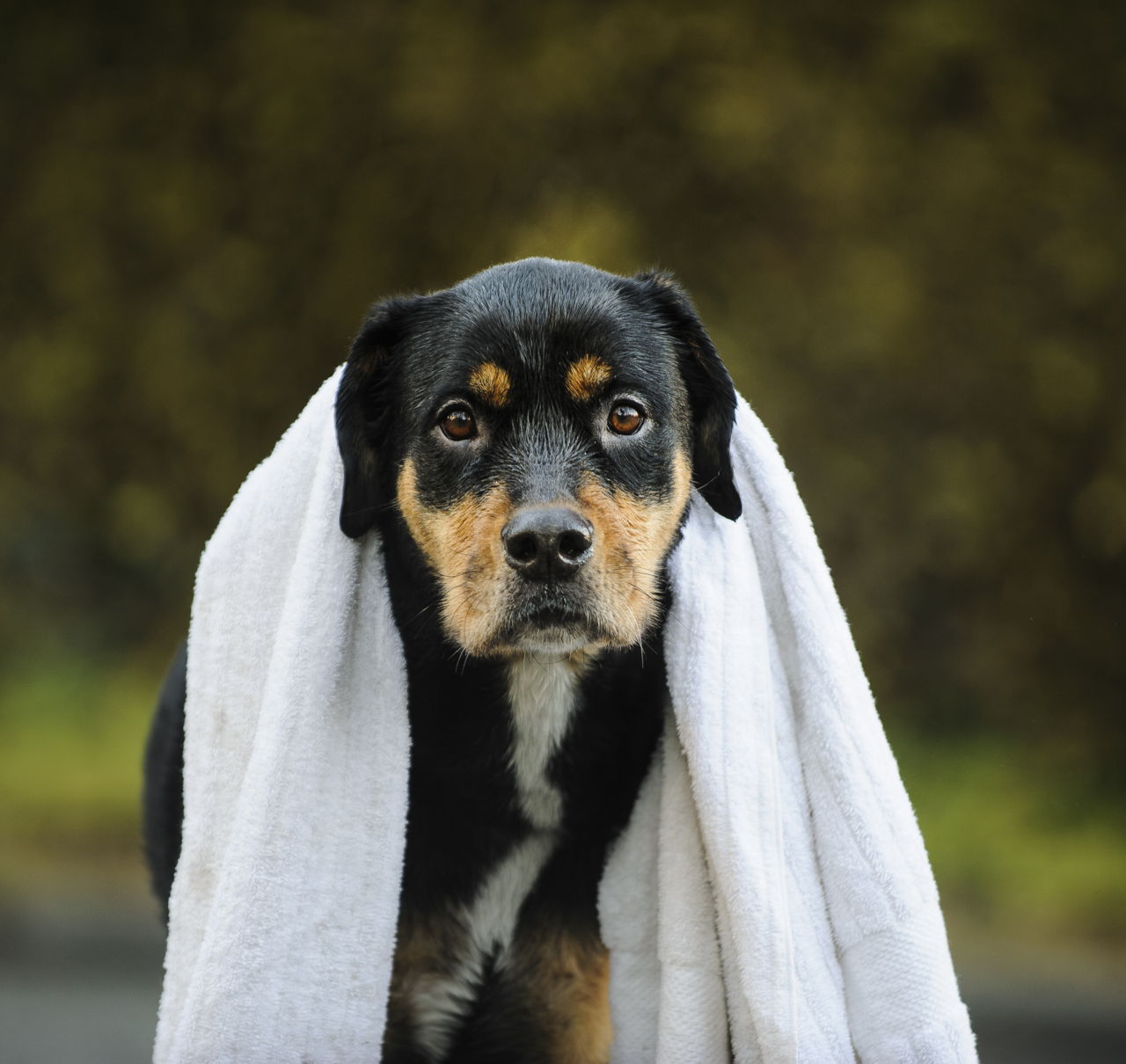 Natural Treatments For Sebaceous Cysts In Dogs