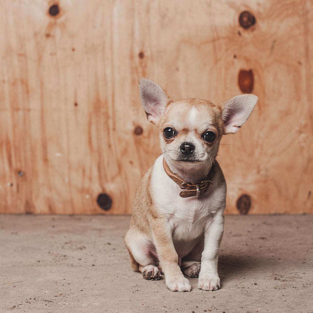 Enchanting Facts About the Cute Little Chihuahuas