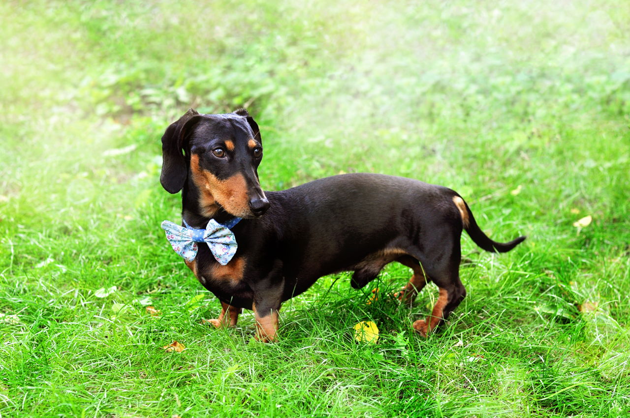 Facts About Dachshunds That'll Make You Fall in Love With Them