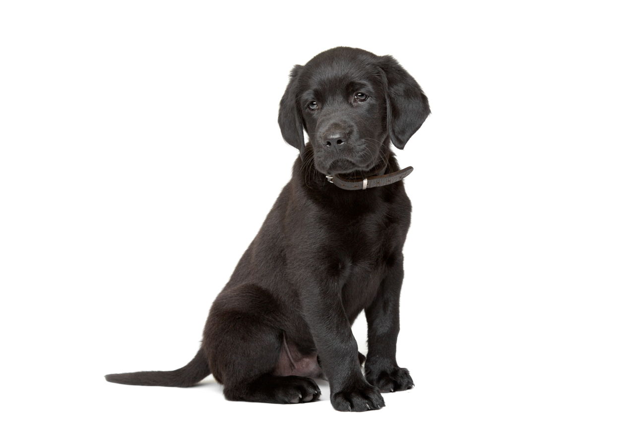 Buy Labrador Black Puppy Dog For Sale Near Me In England UK