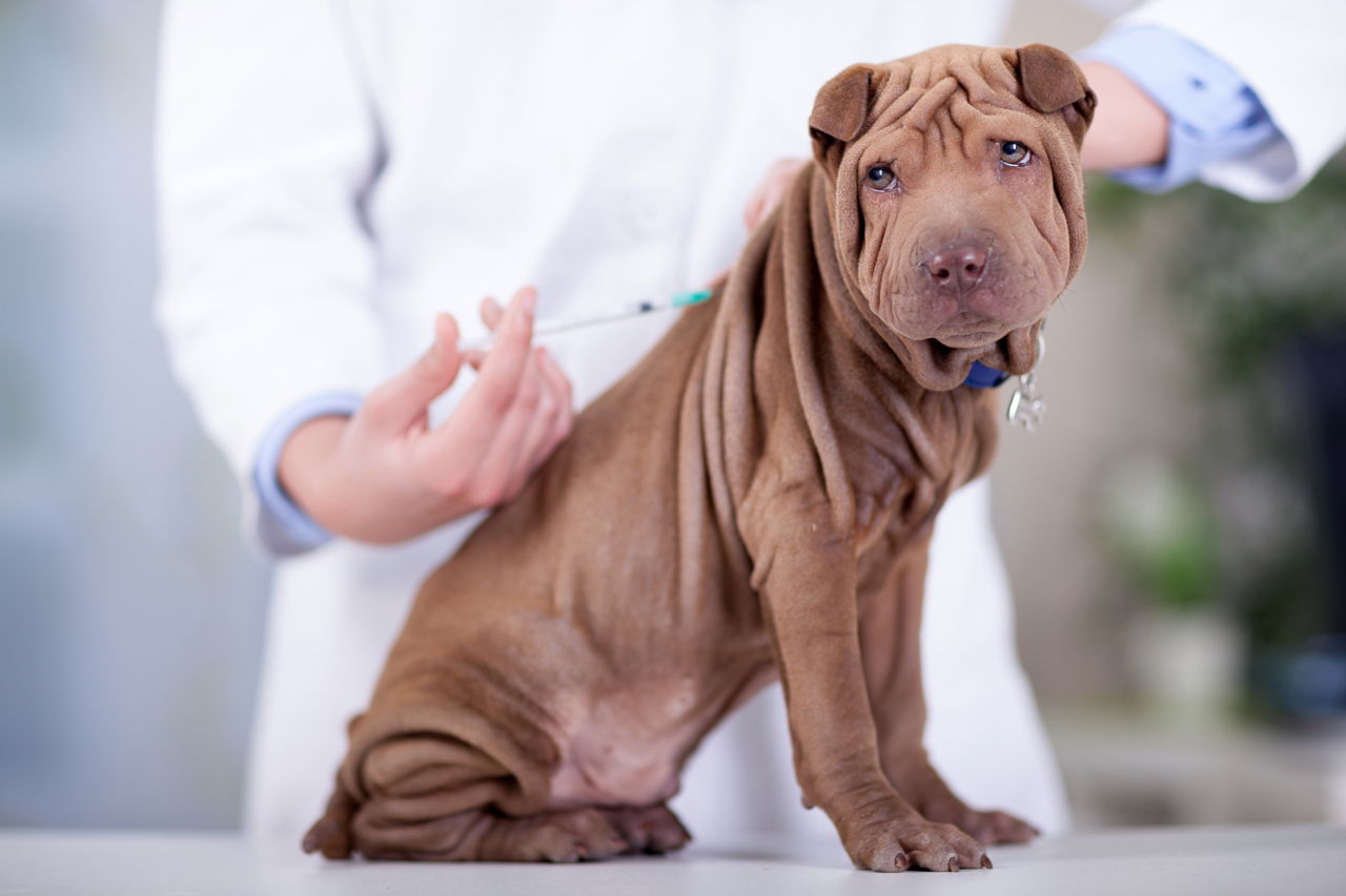 How to Treat Diabetes in Dogs