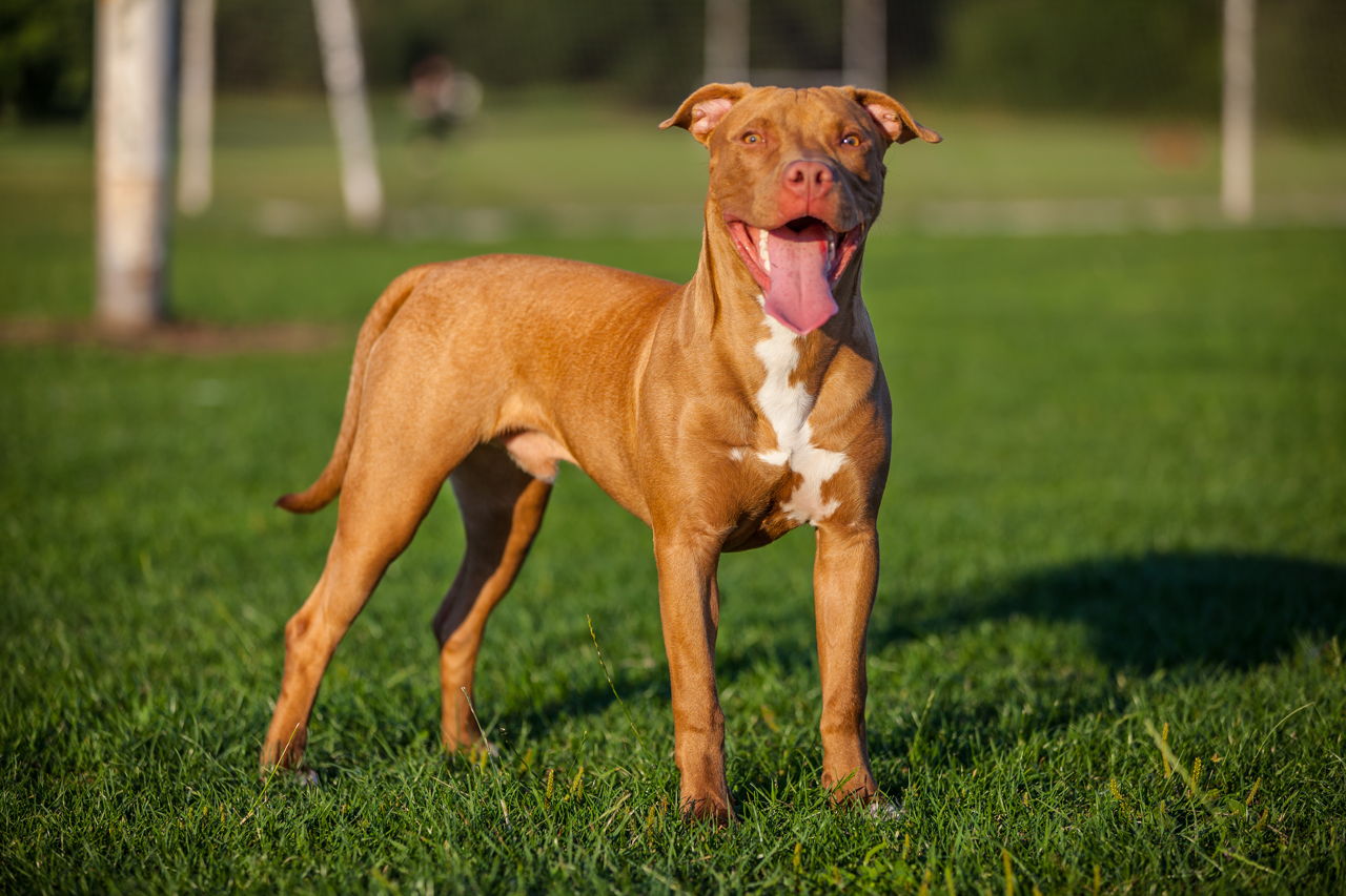 Characteristic Features of Red Nose Pit Bulls You Should