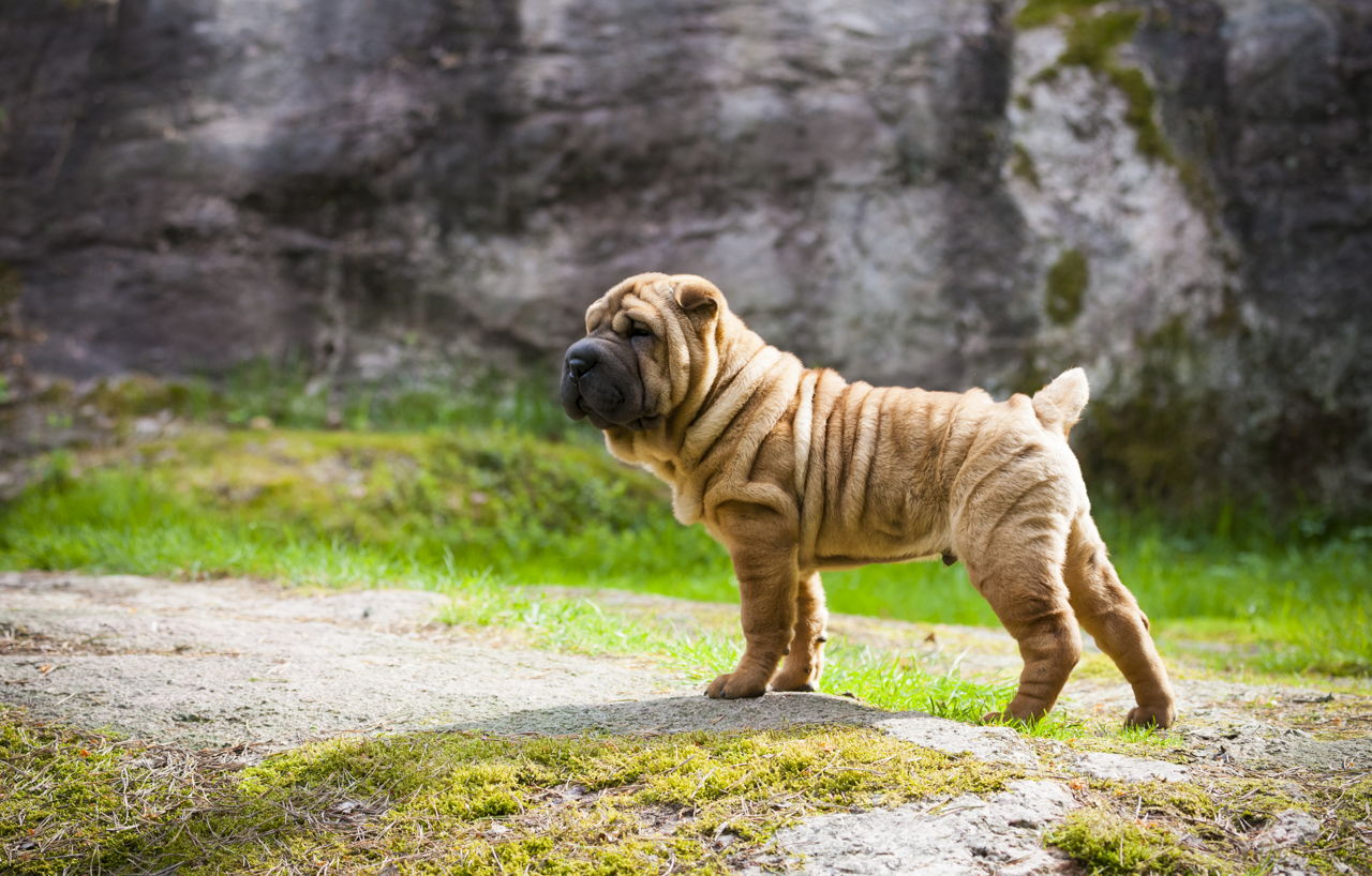 10 Most Wrinkled and Adorable Dog Breeds - DogAppy