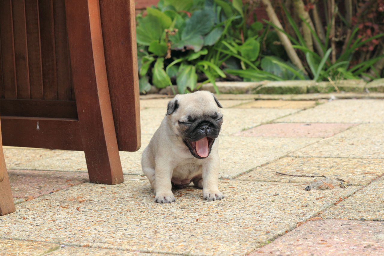 Adorable Baby Teacup Pug Puppies