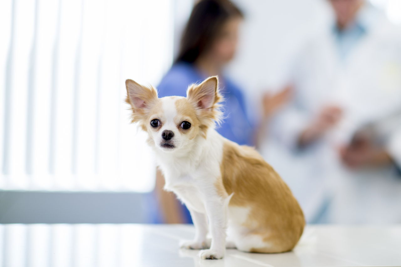 Treatment for Allergies in Dogs
