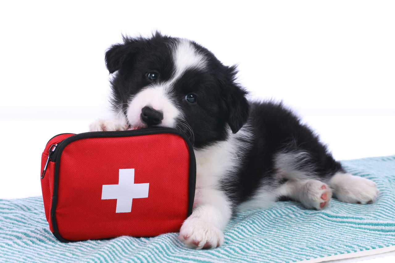 Pain Relievers for Dogs