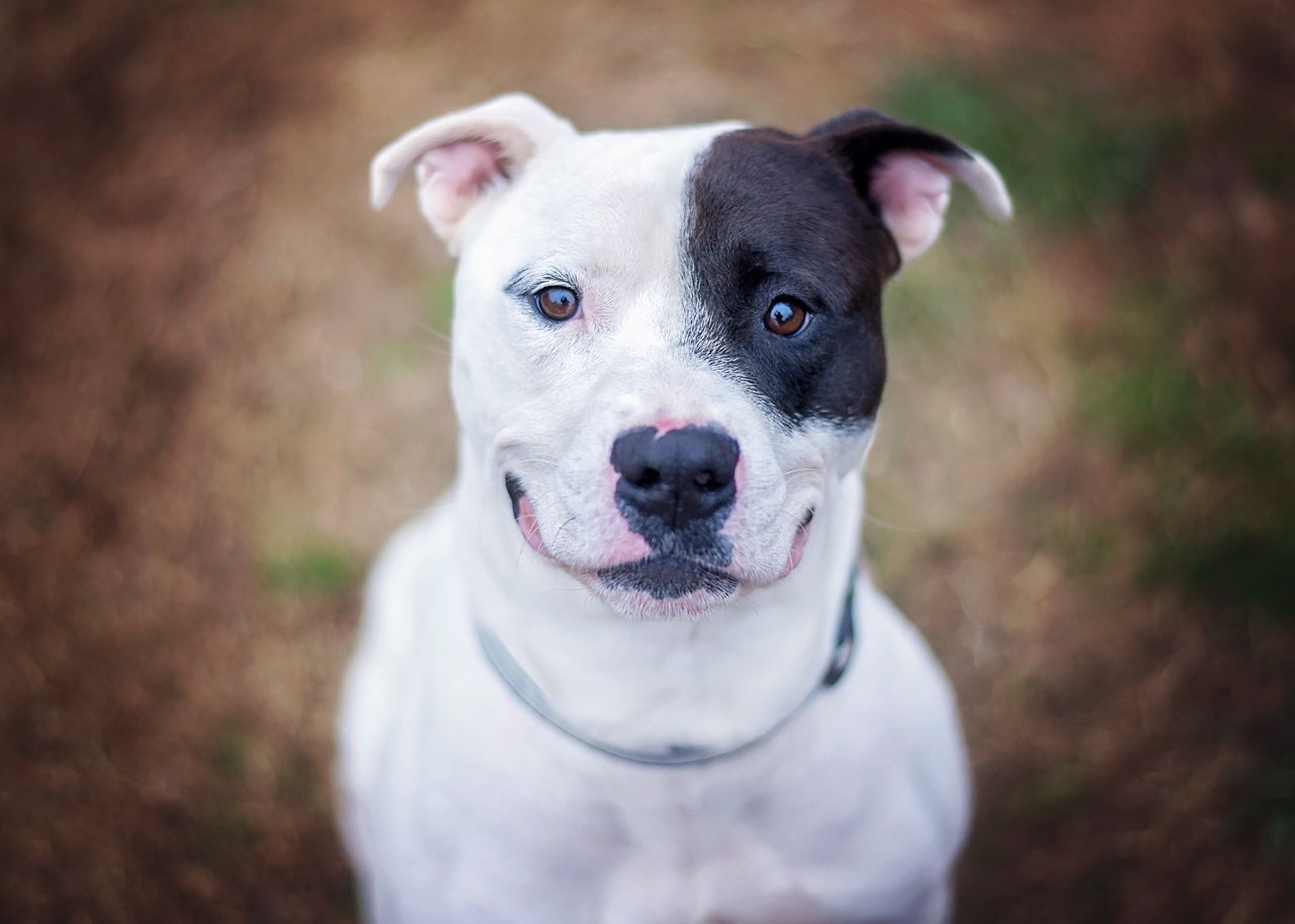 What You MUST Know Before Getting a Pit Bull Terrier Mix