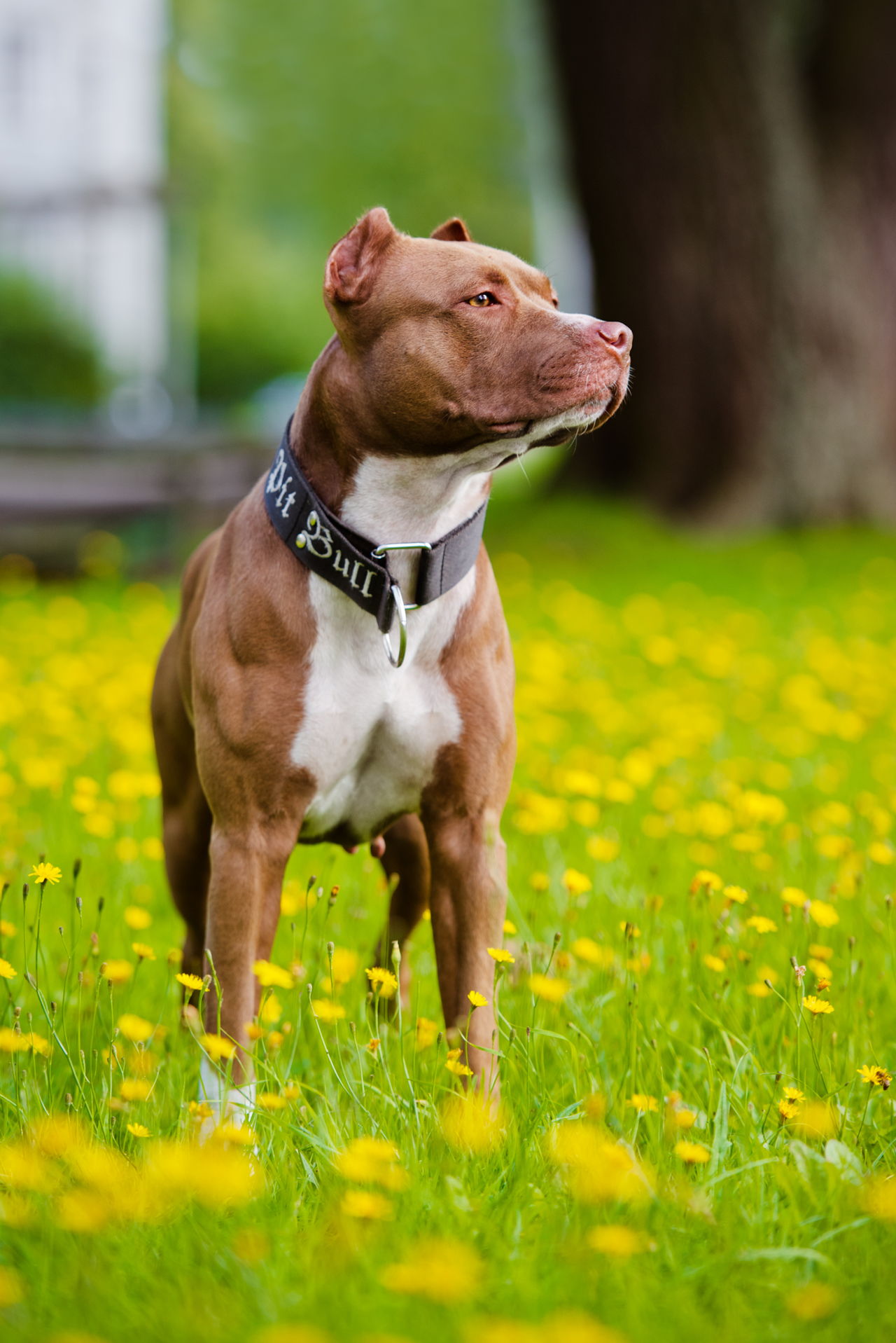 Characteristic Features of Red Nose Pit Bulls You Should