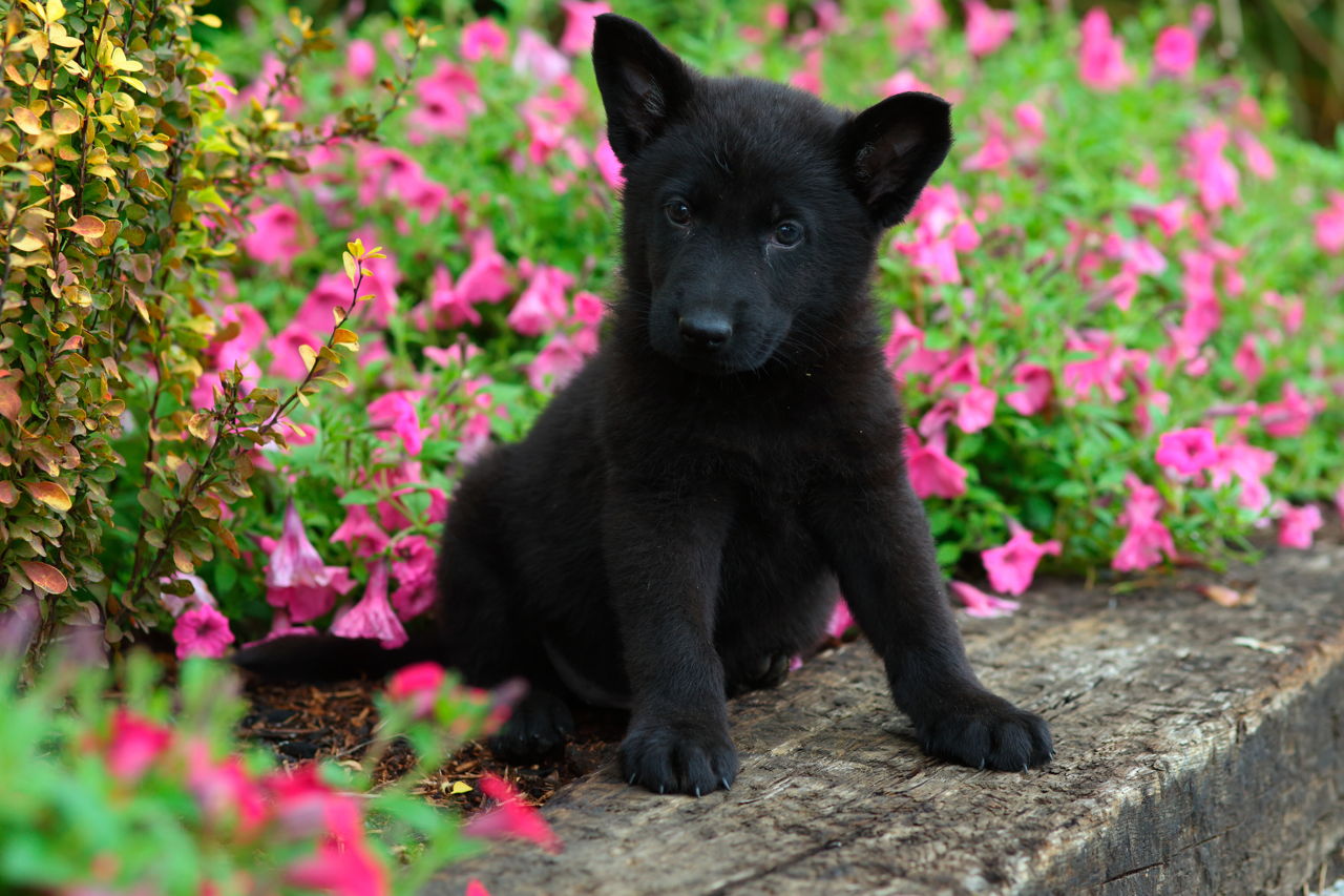 Personality Traits of Border Collie and German Shepherd