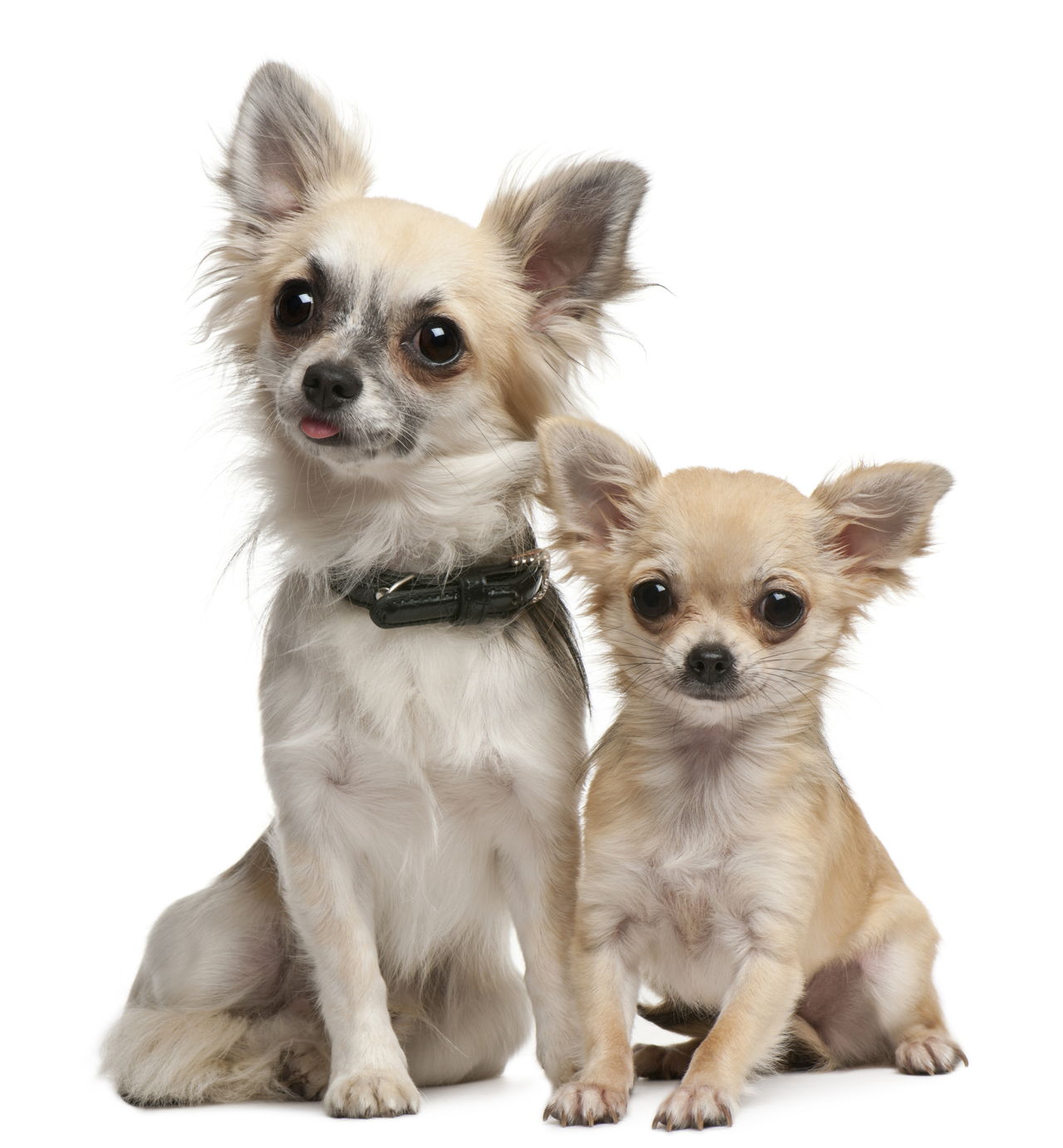 79+ Chihuahua Maltese Mix Dog Pic - Codepromos