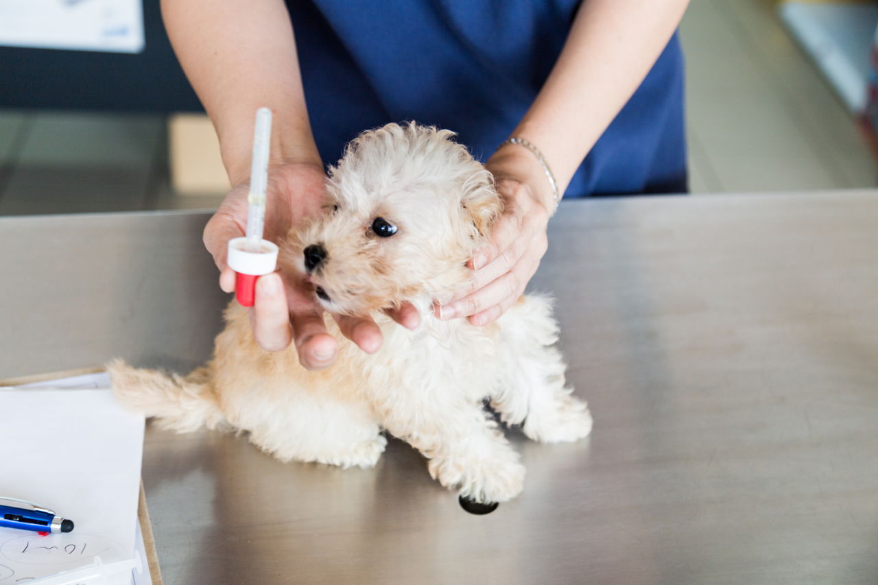 Treating Low Blood Sugar in Dogs