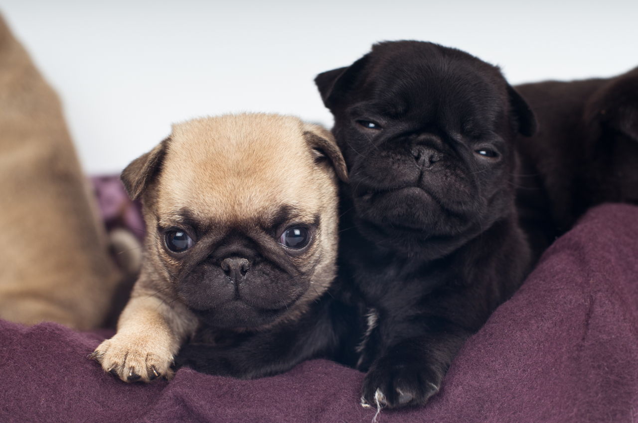 The Real Information About Teacup Pugs You Can't Afford to