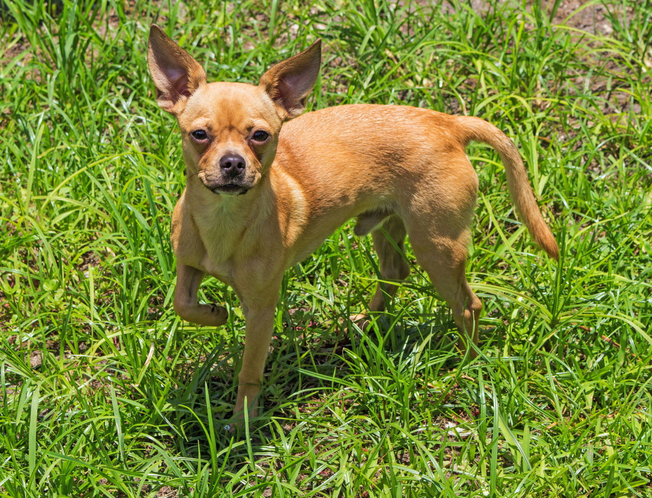 Fantastic Information About the MalteseChihuahua Mix (Malchi)