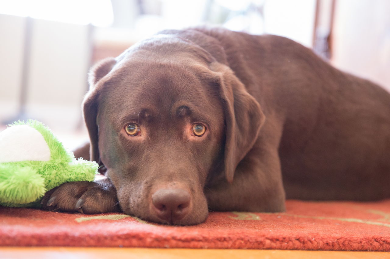Interesting Facts About Chocolate Lab You Probably Didn't ...