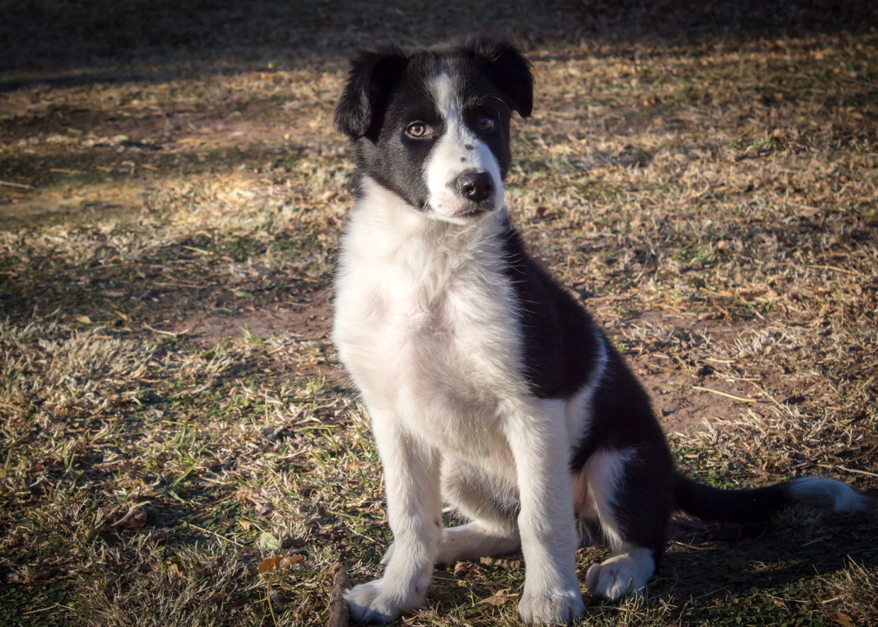 Everything You Need to Know about Border Collie Colors and