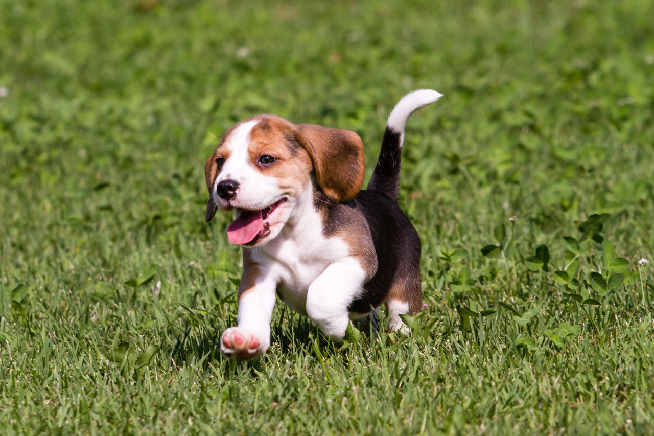 Ulric - Beagle Puppy for sale In New Zealand | Euro Puppy