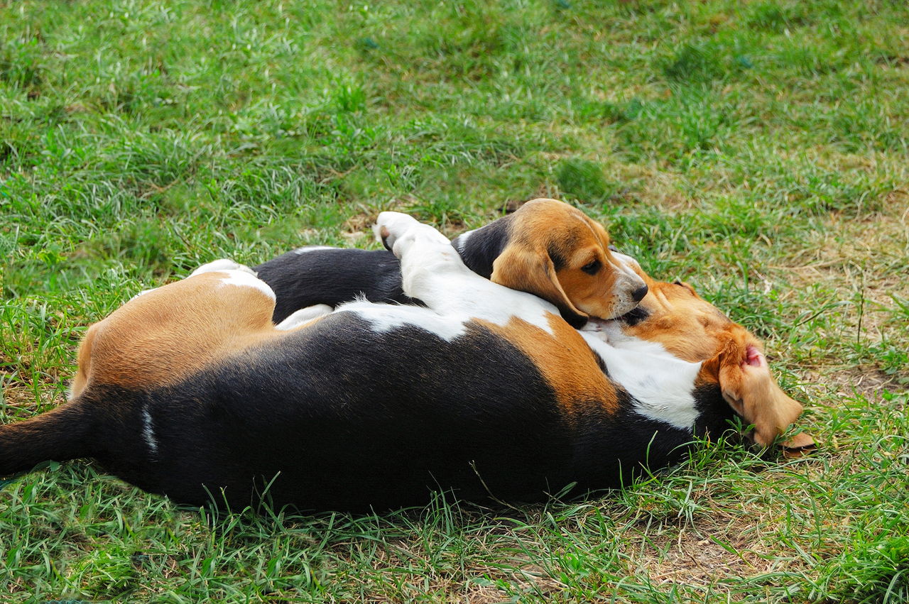 How to Potty Train a Beagle - DogAppy
