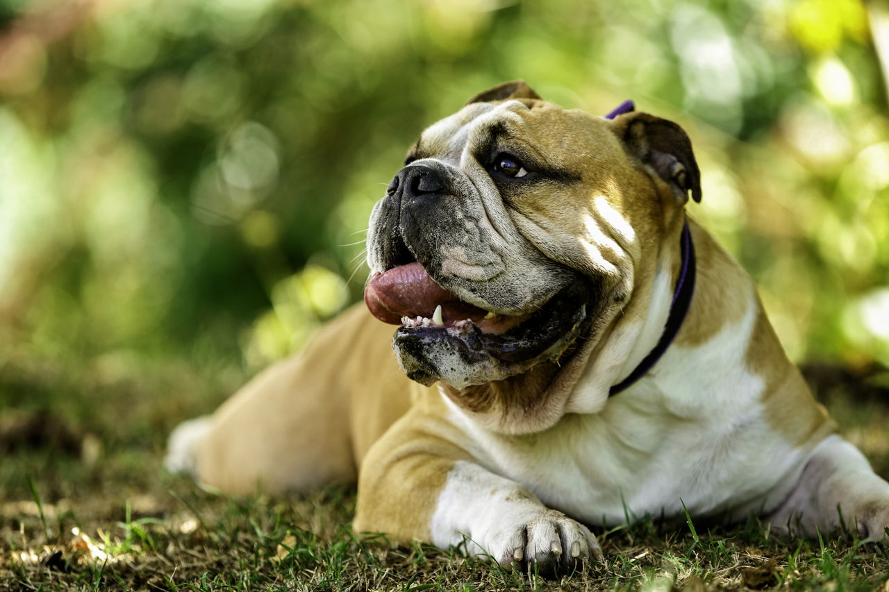calm dog breeds that make the coolest companions