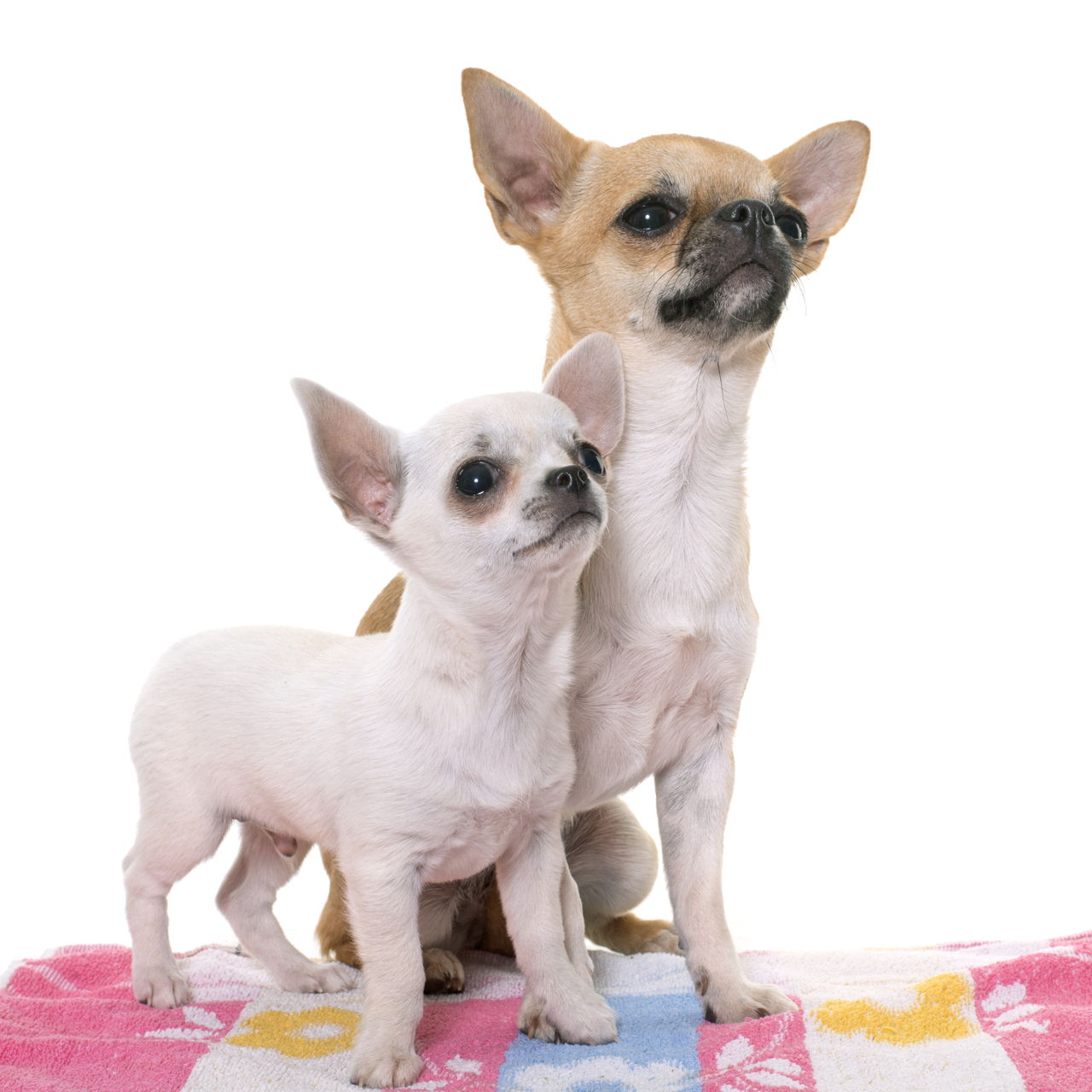 Common Allergies in Chihuahuas DogAppy