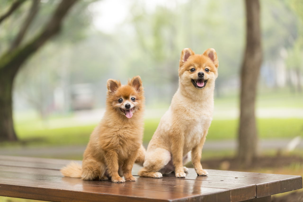 12 Dog Breeds that Look Like Foxes and are Devilishly