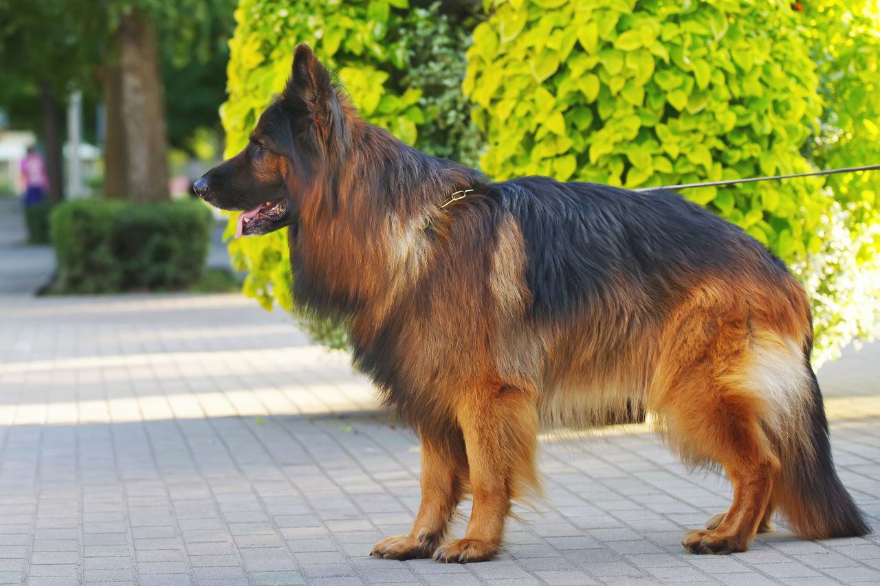 Tips And Techniques You SHOULD Use For Training German Shepherds
