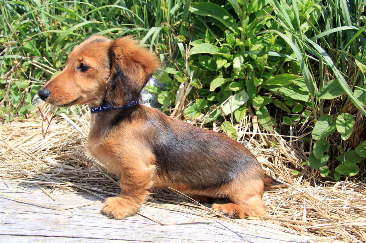 Crazy Things You Didn't Know About the Dachshund Terrier
