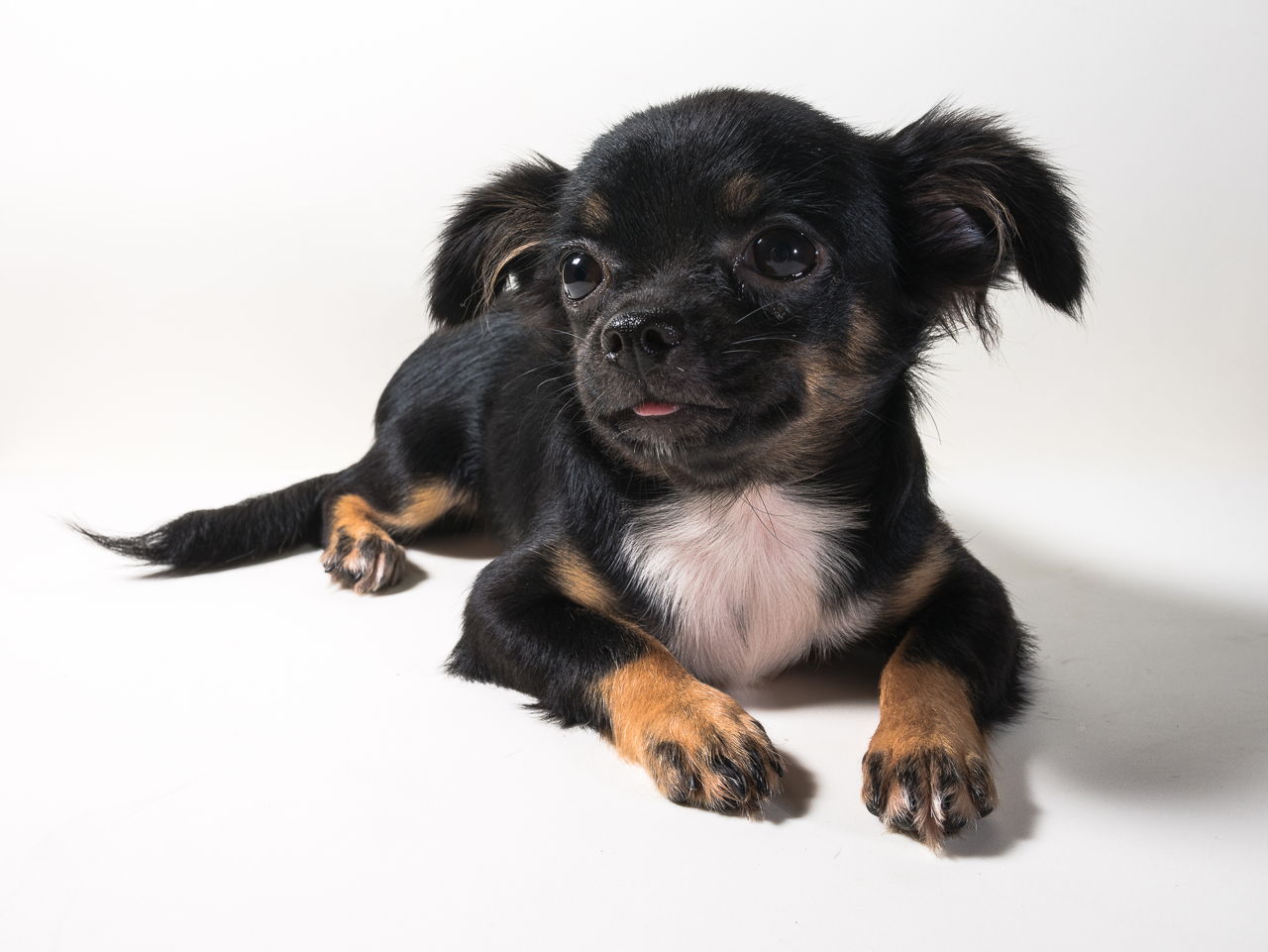 The Good and Notsogood Traits of Chihuahua Terrier Mix