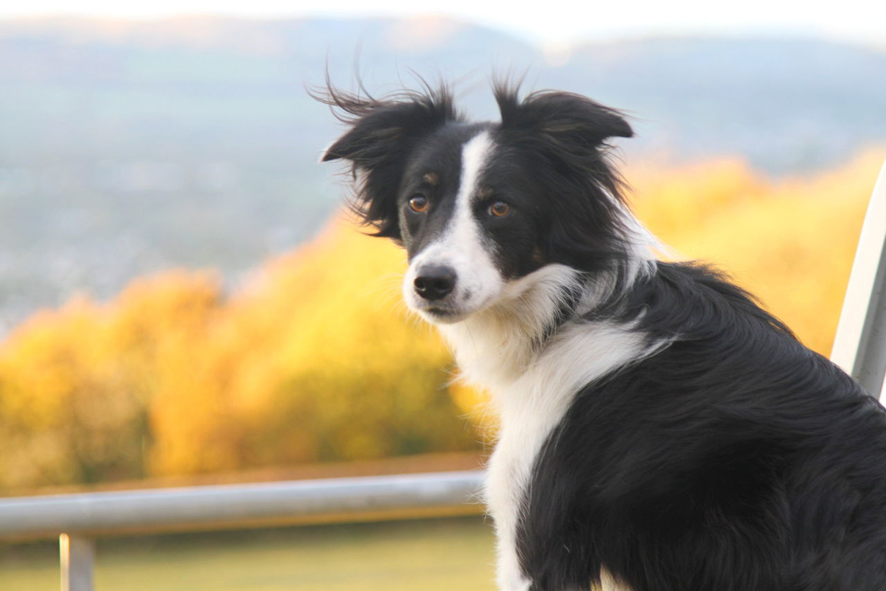 Lesserknown Personality Traits of the Border CollieHusky