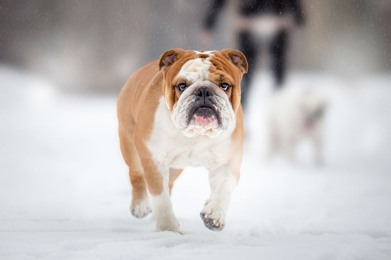 English Bulldog Price Without Papers