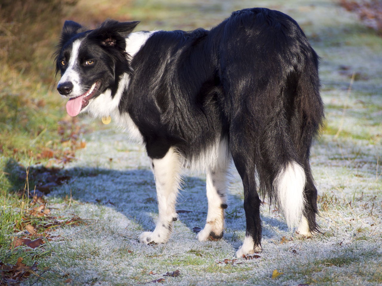 Everything You Need to Know about Border Collie Colors and