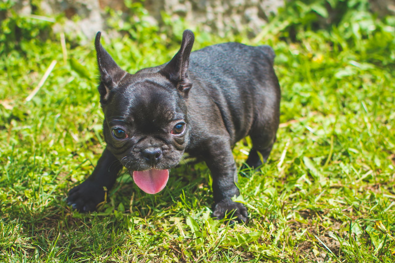 Tips to Keep in Mind While Buying a Puppy Online - Pet Ponder