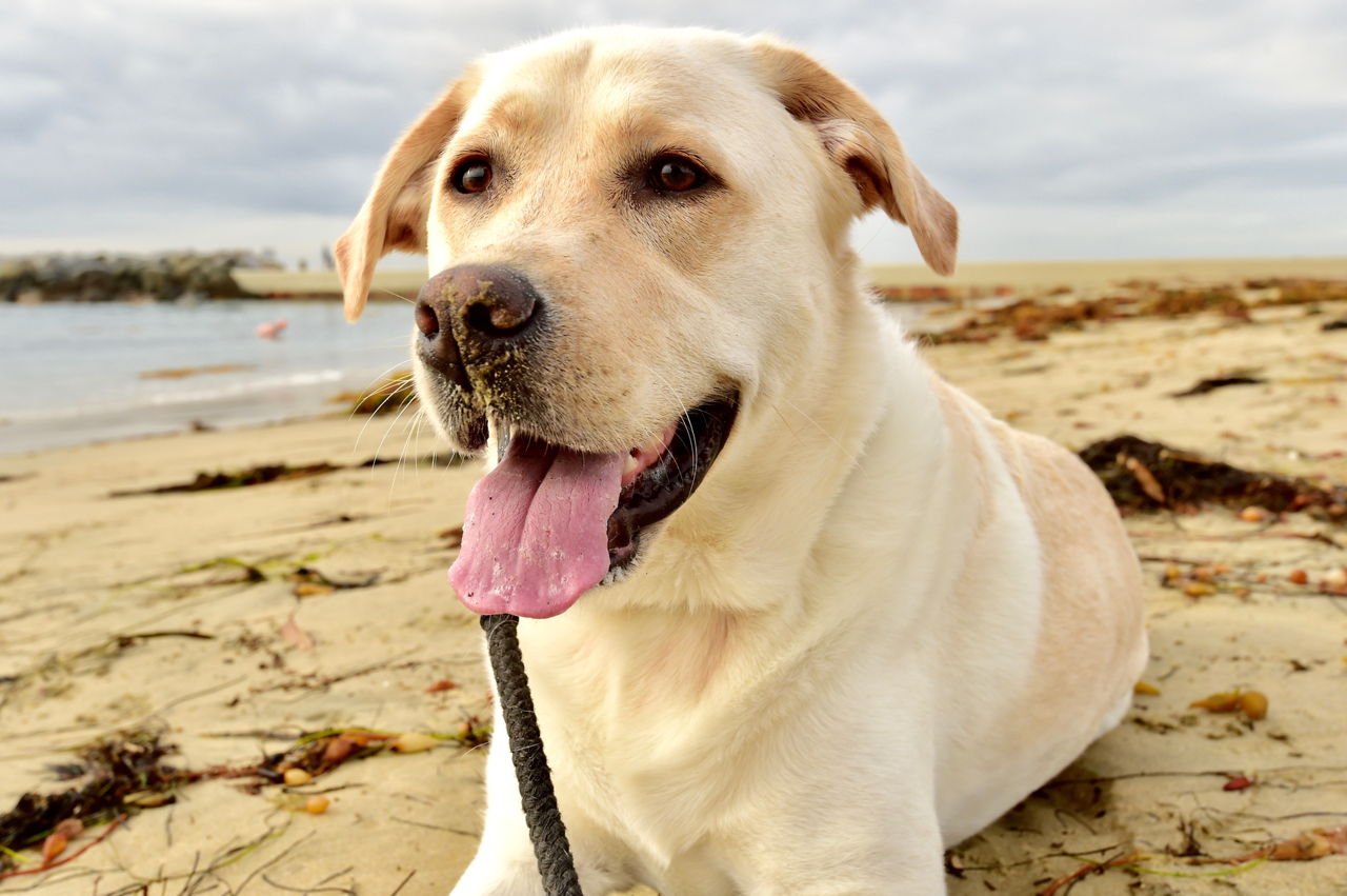 Image Result For Labrador Retriever Eyes